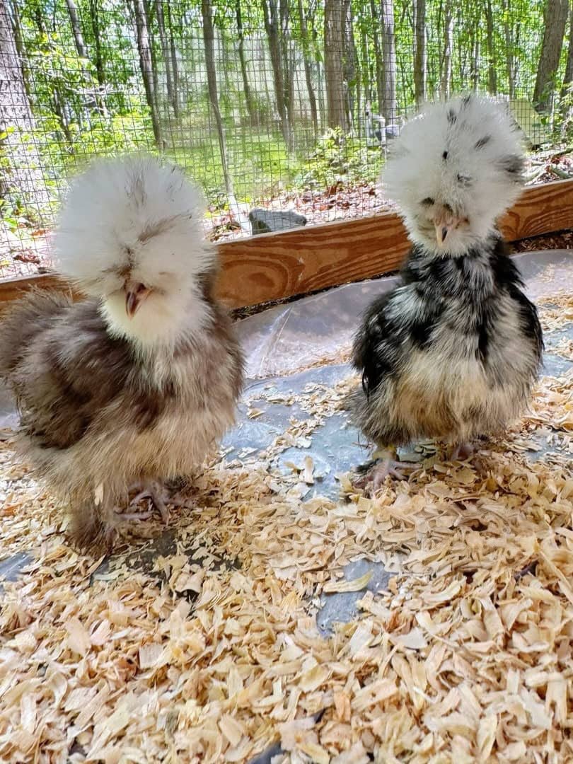 Free ranging our birds 