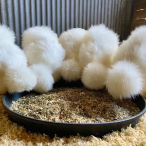 White Silkies