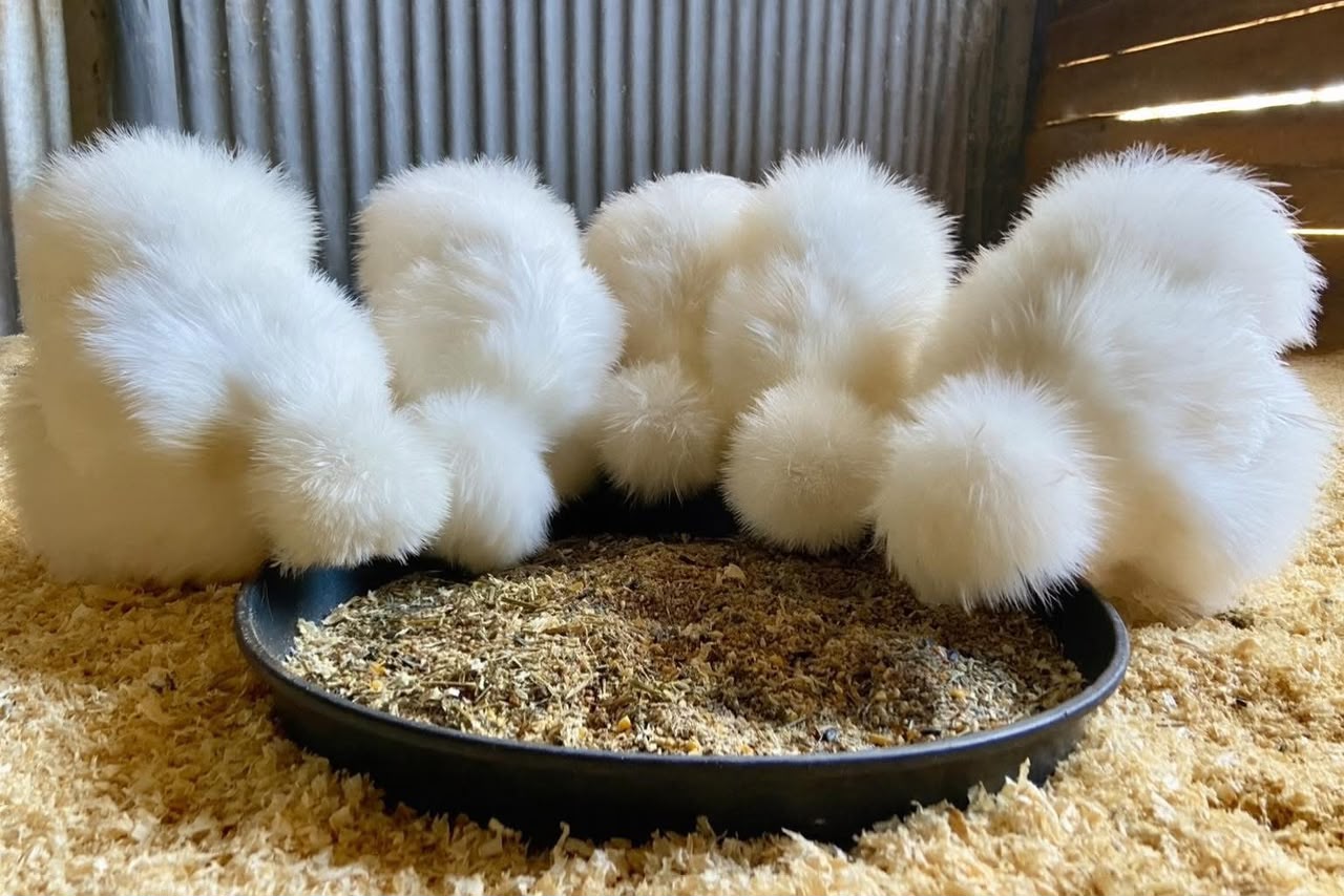 White Silkies