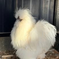White silkie rooster