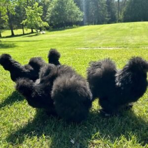 Black Silkie Chickens