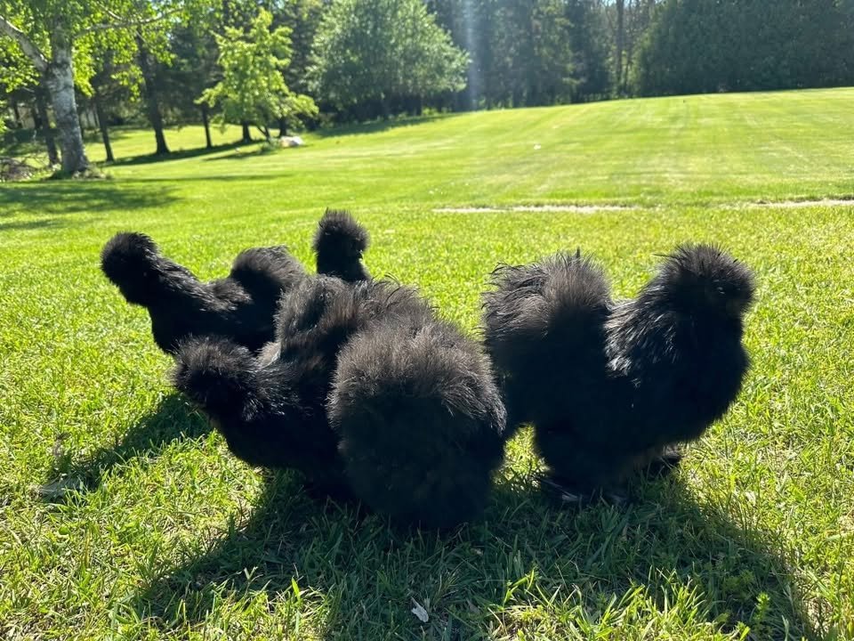Black Silkie Chickens