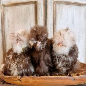 Chocolate Mottled Silkie
