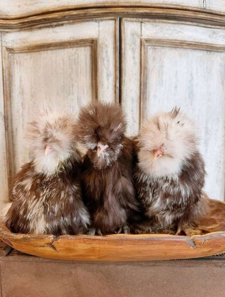 Chocolate Mottled Silkie