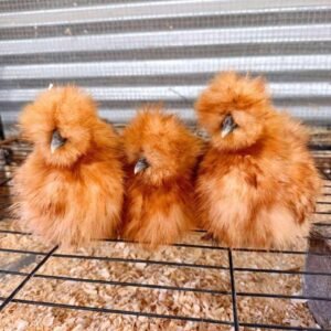 Buff Silkie Chickens