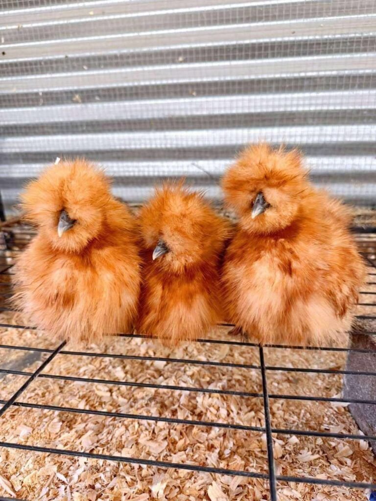 Buff Silkie Chickens
