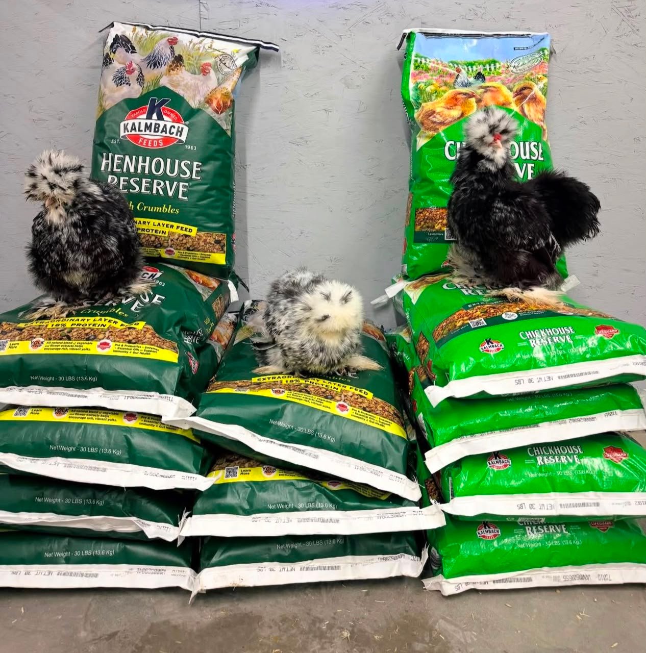 Chicken Feed