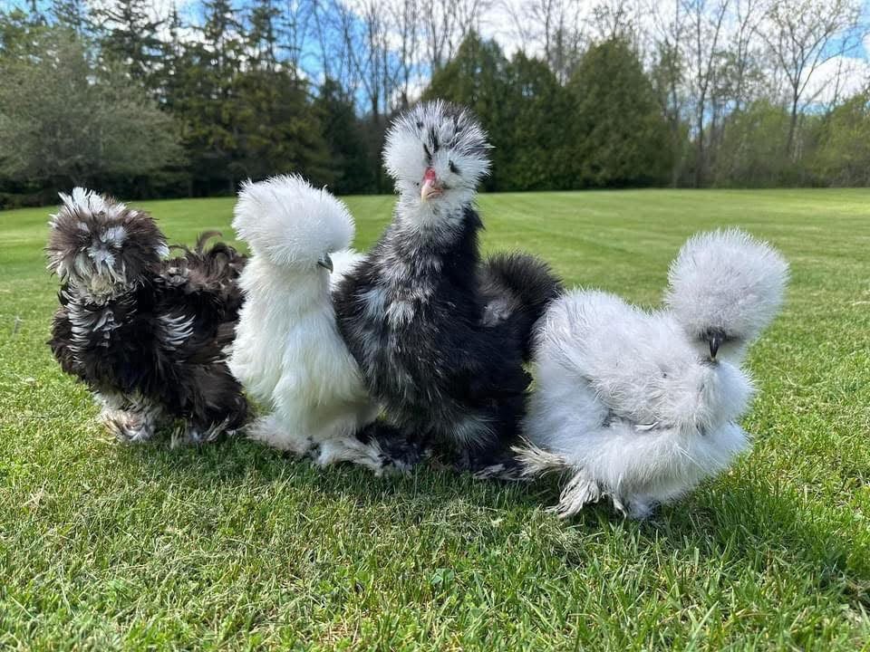 Silkie Chickens