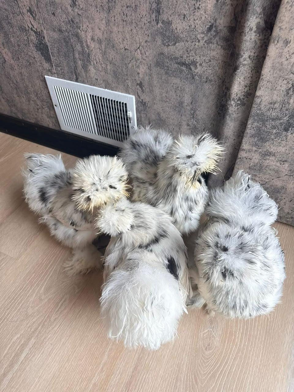 Paint Silkie Chickens