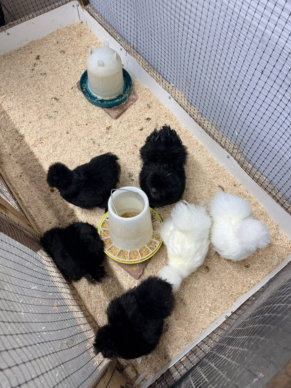 White & Black Silkies