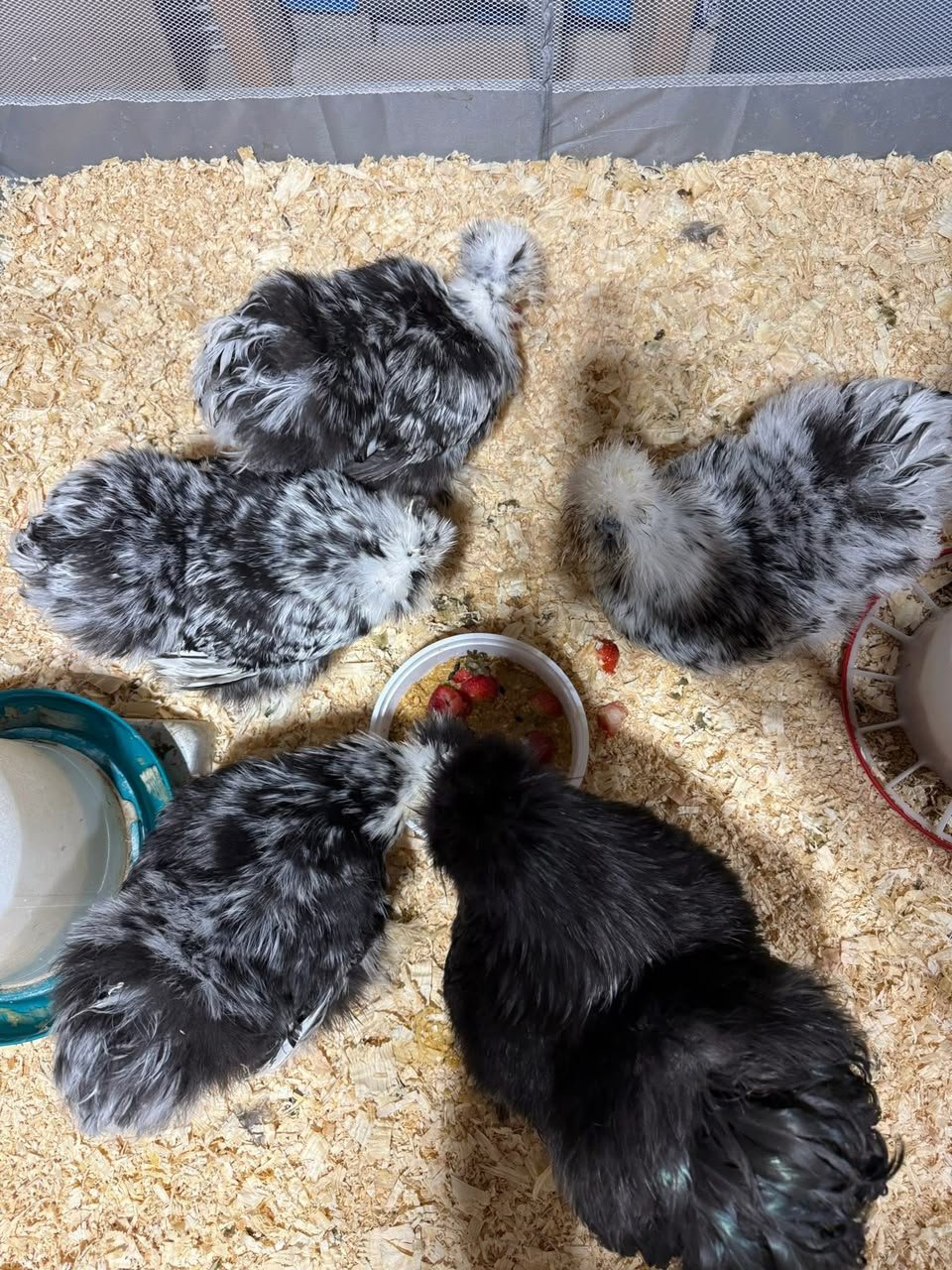 Black Mottled Silkies