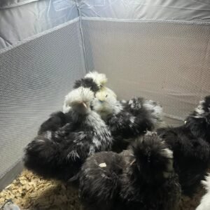 Black Mottled Silkies