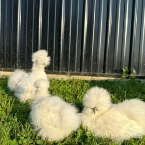 White Silkies