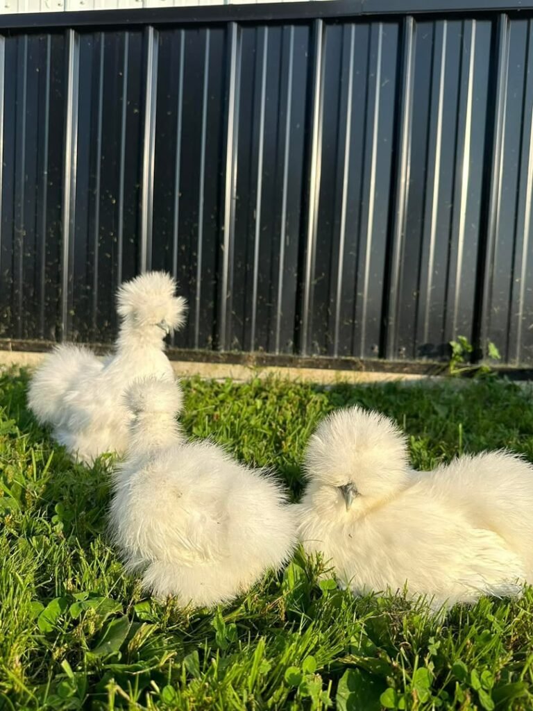 White Silkie Chickens
