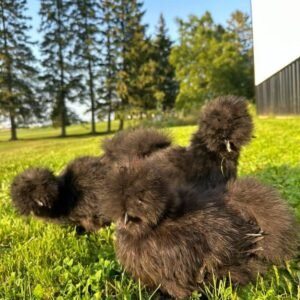 Chocolate Silkie Chickens