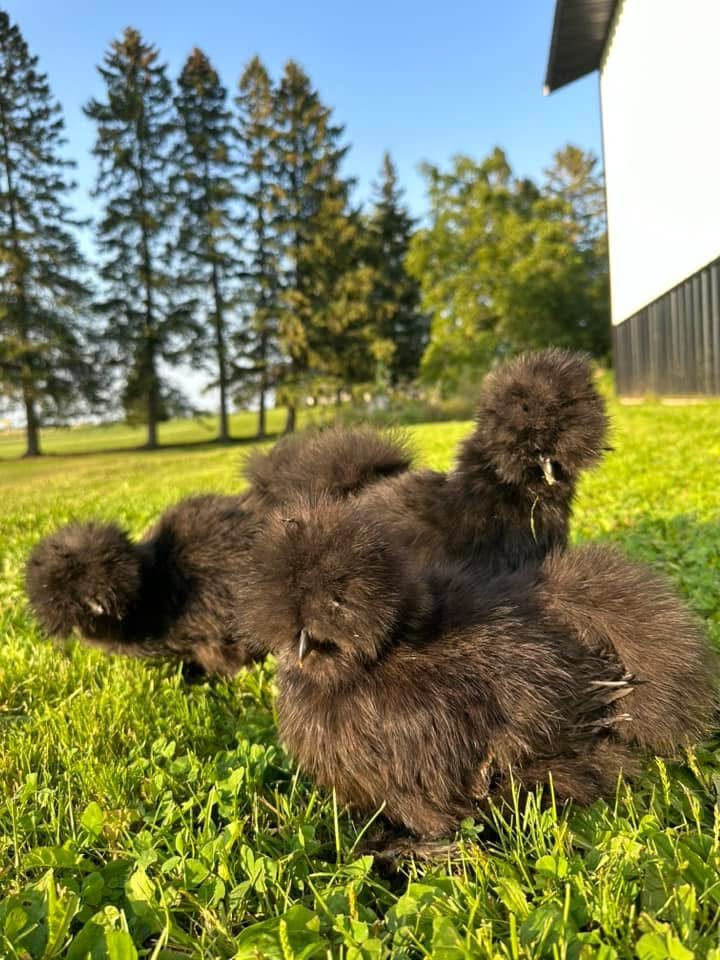 Chocolate Silkie Chickens