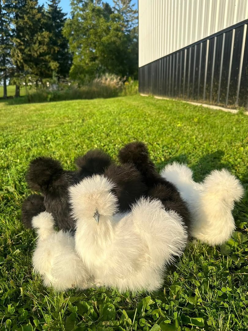 Silkie Chickens