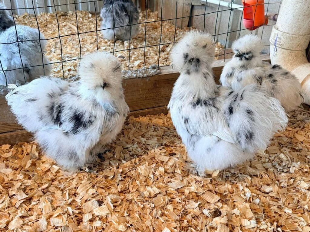 Paint Silkie Chickens