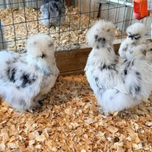 Paint Silkie Chickens