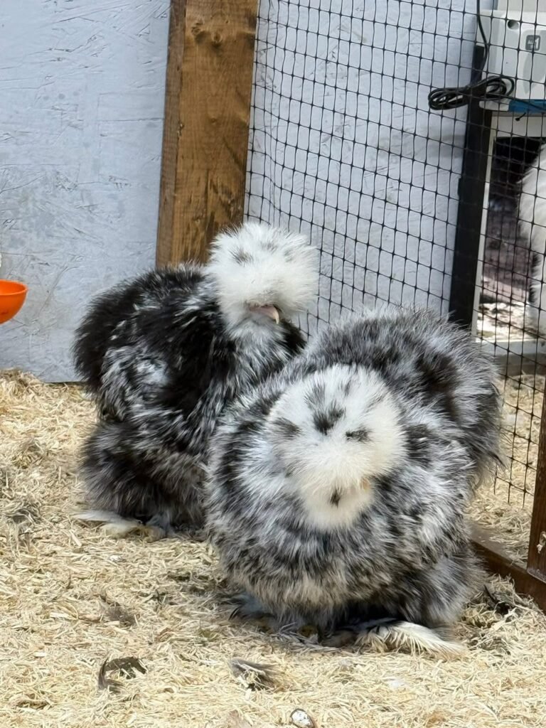 Black Mottled Silkies