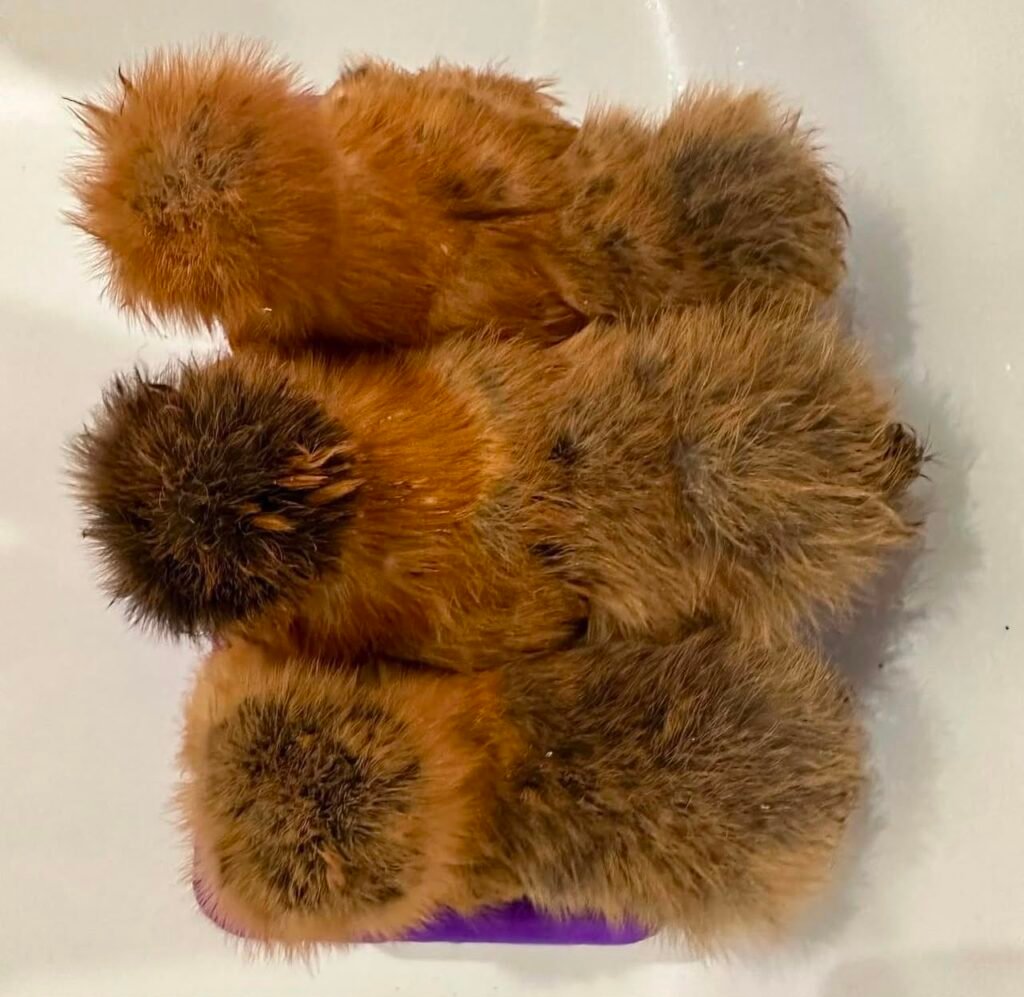 Partridge Silkie Chickens