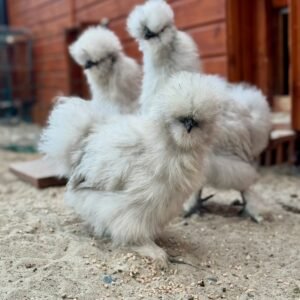 Lavender Silkie Chickens