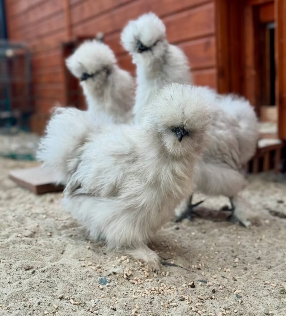 Lavender Silkie Chickens