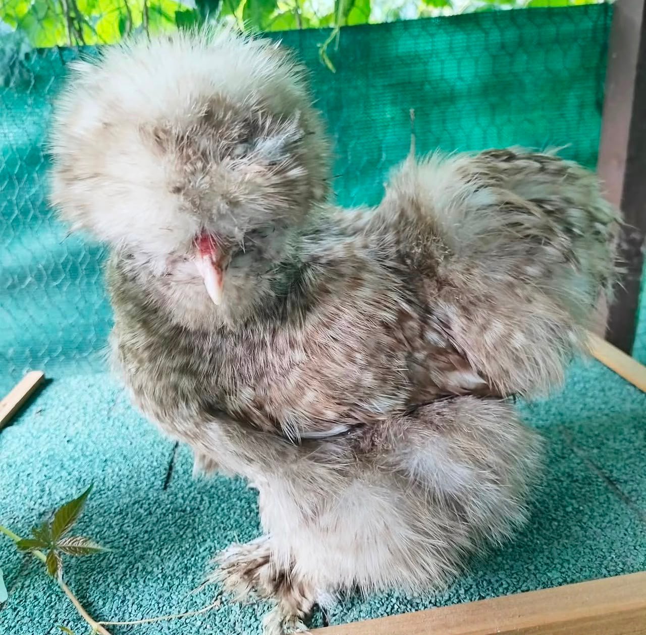 Cuckoo Silkies Cuckoo Silkies - Image 2