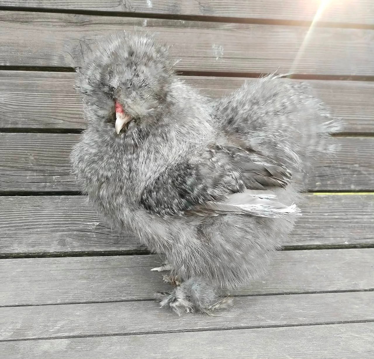 Cuckoo Silkies Cuckoo Silkies - Image 3