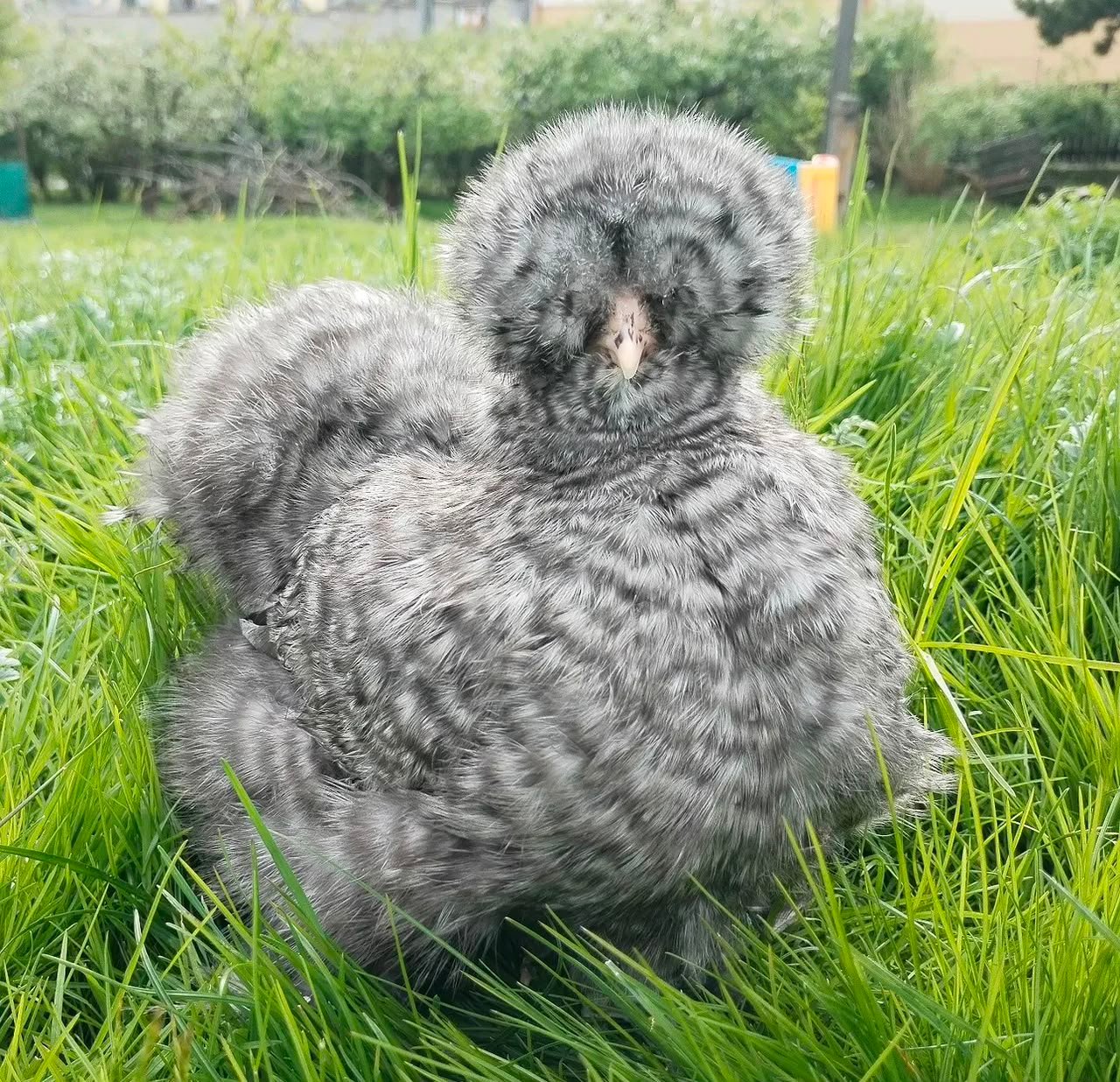 Cuckoo Silkies Cuckoo Silkies - Image 4