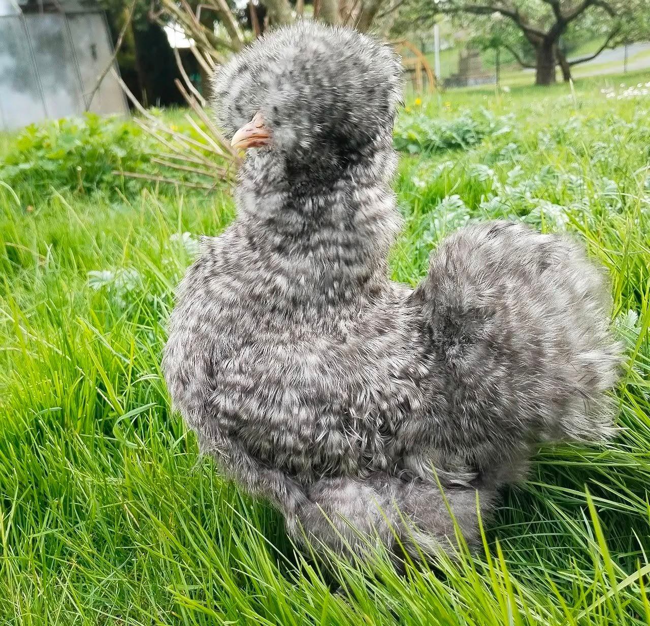 Cuckoo Silkies Cuckoo Silkies - Image 5