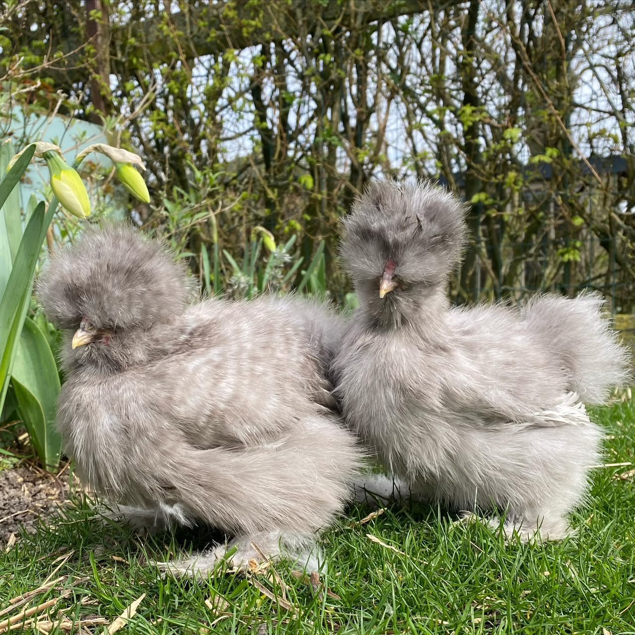 Cuckoo Silkies Cuckoo Silkies