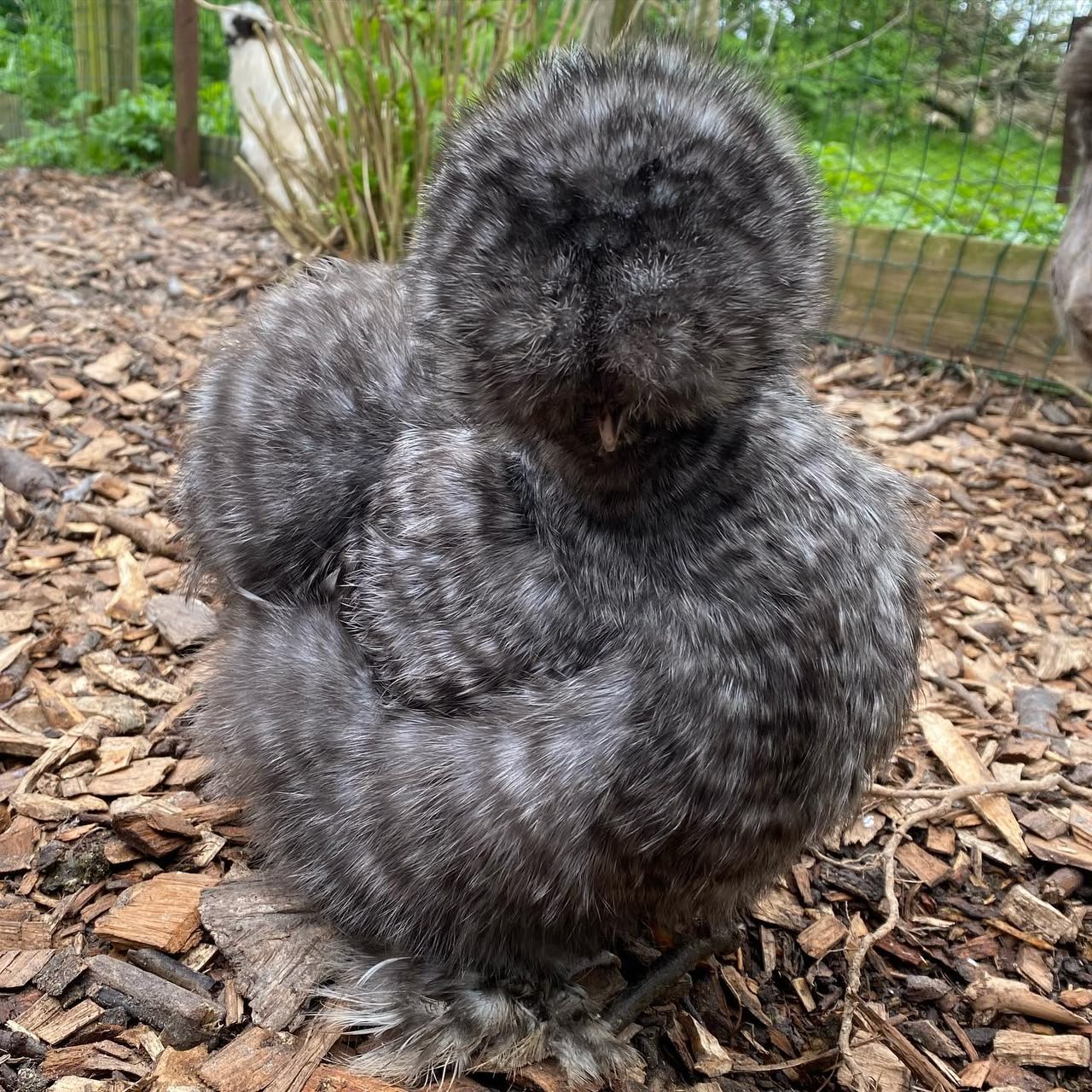 Cuckoo Silkies Cuckoo Silkies