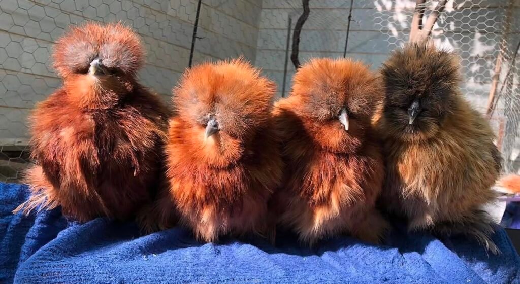Red Silkie Chickens