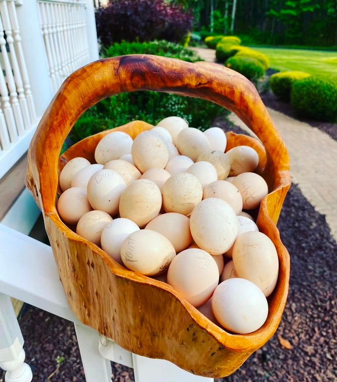Beauty Silkie Chicken Hatching Eggs 1 Beauty Silkie Chicken Hatching Eggs 1 - Image 3