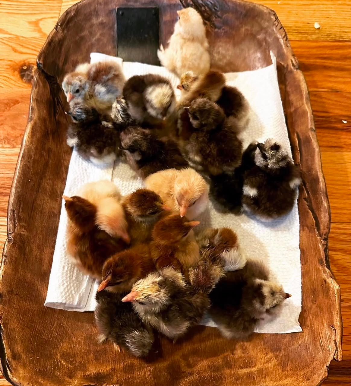 Adorable Silkie Chicken Chicks 1 Adorable Silkie Chicken Chicks 1 - Image 2