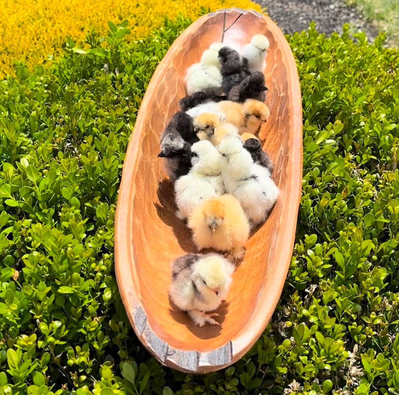 Adorable Silkie Chicken Chicks 1 Adorable Silkie Chicken Chicks 1 - Image 3