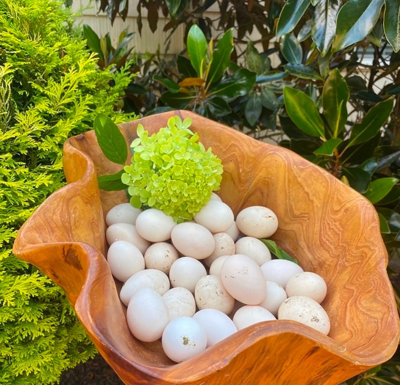 Beauty Silkie Chicken Hatching Eggs 1 Silkie Chicken Hatching Eggs