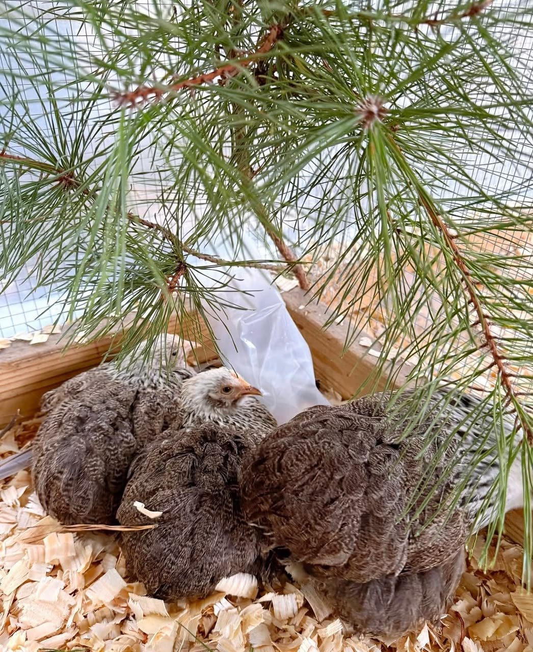 Adorable Silver Pencilled Cochin Bantams 1 Silver Pencilled Cochin Bantams